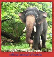 Image result for Kerala Zoo