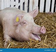 Image result for Large White Swine