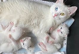 Image result for Mama Cat and Kittens