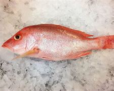 Image result for Ikan Ekor Merah