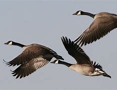 Image result for Exotic Geese