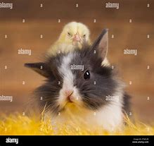 Image result for Easter Bunny Chicken