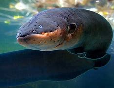 Image result for Electric Eel