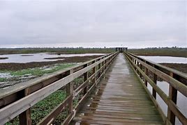 Image result for Cattail Marsh Beaumont TX