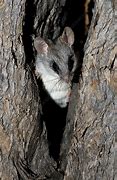 Image result for Tree Rat Prevention