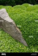 Image result for Boxwood Buxus Sempervirens