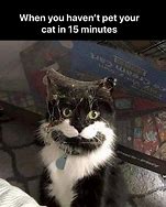 Image result for Pat Cat Image Meme