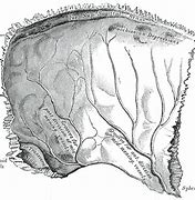 Image result for Middle Meningeal Artery Grove of Skull