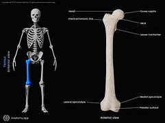 Image result for Femur Parts