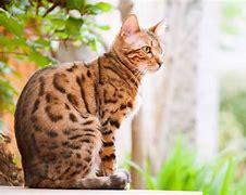 Image result for Half Bengal Cat