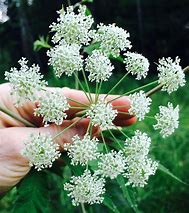 Image result for Water Hemlock Pollen