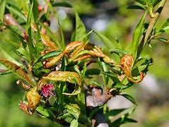 Image result for Identify Tree Disease Leaf Peach