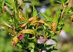 Image result for Peach Tree Identification