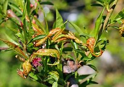 Image result for Peach Tree Blight