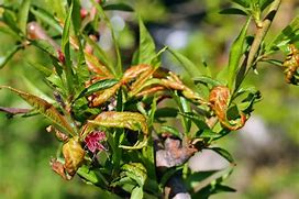 Image result for Identify Peach Tree