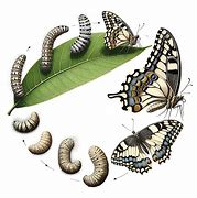 Image result for A Butterflies Life Cycle