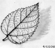 Image result for Christmas Leaf Drawing