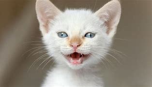 Image result for Cat Mouth