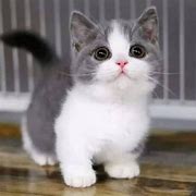 Image result for Munchkin Cat Gray Tabby