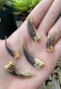 Image result for Badger Claws