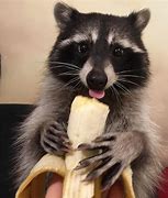 Image result for Raccoons Are Cute