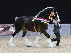 Image result for Shire Horse Saddle