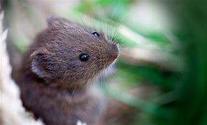 Image result for Animals Vole Jaw