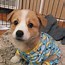 Image result for Corgi in Clothes