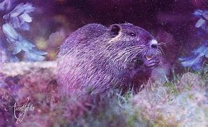 Image result for Muskrat Necropsy