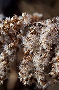 Image result for Brown Dry Tree