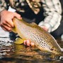 Image result for Fly Fishing Catching a Fish Photo