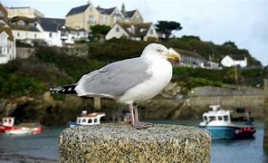 Image result for Sea Gull Shape