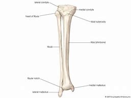 Image result for Head vs Lateral Malleolus of the Fibula