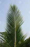 Image result for Coconut Leaf Kites