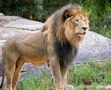 Image result for Black Mane Lion Wallpaper HD