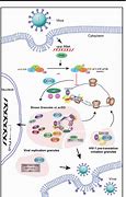 Image result for Hyperphosphorus Ddx