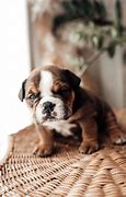 Image result for Cutest Dogs