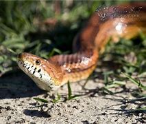 Image result for Biggest Corn Snake