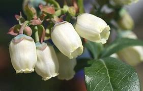 Image result for Blueberry Pollination Bees