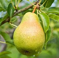 Image result for Oriental Pear Tree