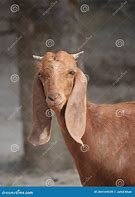 Image result for Pure Breed Goat