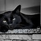 Image result for Black Cat Background 4K