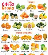 Image result for Name All Citrus Fruits