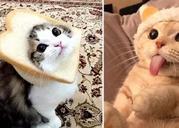 Image result for Cute Funny Cats