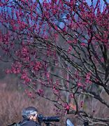 Image result for Plum Blossom Japan