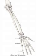 Image result for Skeleton Hand and Arm