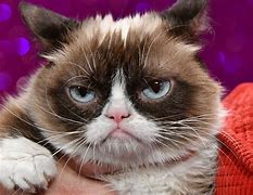 Image result for Grumpy Cat vs Spongebob