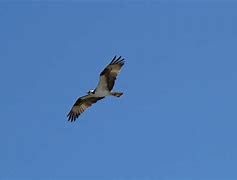 Image result for Osprey Night Flight