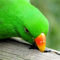 Image result for Eclectus Parrot