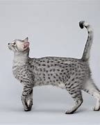 Image result for Gray Cat with Spots